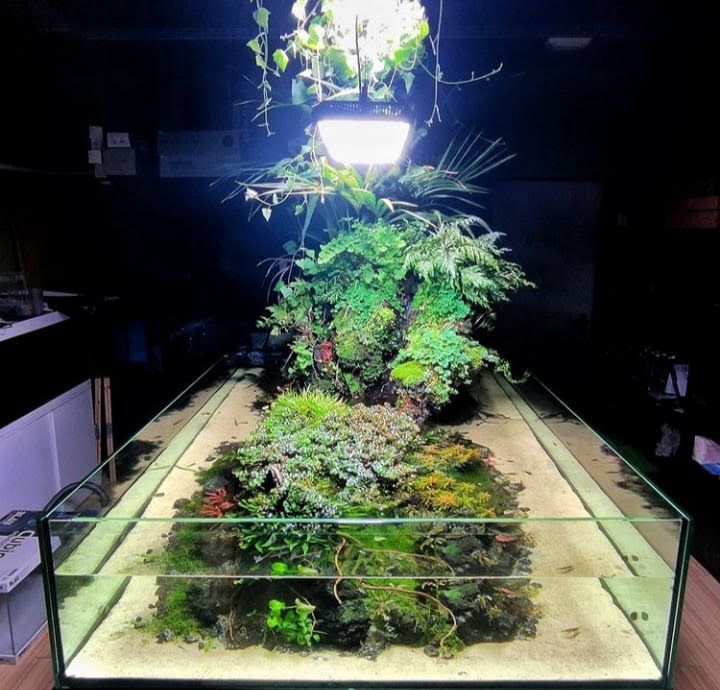 Lush planted paludarium terrarium with ferns, moss and tropical plants in custom glass tank